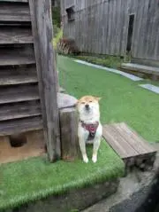 たけの画像