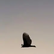 sola
