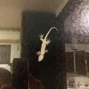 すず