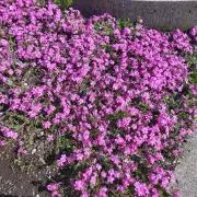 めぐ0604の画像