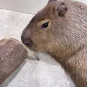 Sevennnnnの画像