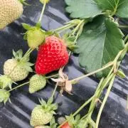 Pecopecoの画像