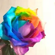 でぃじぃの画像