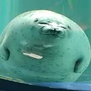ネロリ　プロフご確認くださいの画像