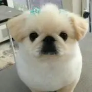 こもも