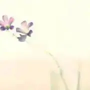 森の子リス＊の画像