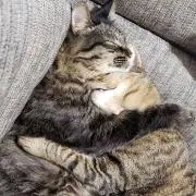 かず