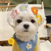シノの画像
