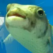 ふじふくの画像