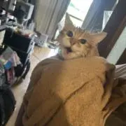 猫はお風呂が嫌いの画像