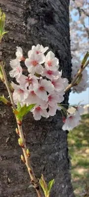 ななの画像