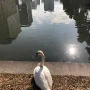 せれな