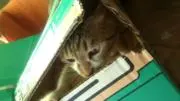 かもねぎまの画像