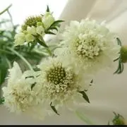 みかづきの画像