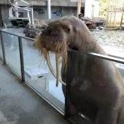 がっちゃんママの画像