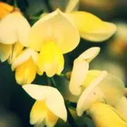 あいるの画像