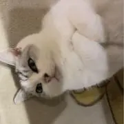 のすけの画像