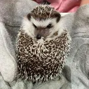 kyの画像