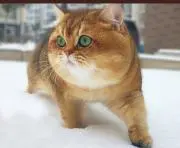,,,V,,,