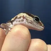 どら焼き⭐︎