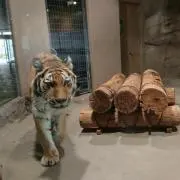 Sacchippの画像