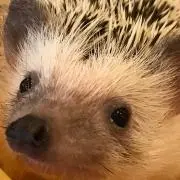 ぶぶの画像