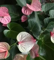 けいぽんの画像