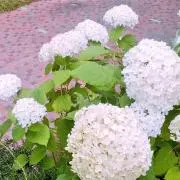 あみ