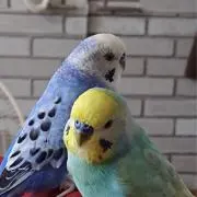 ツム子の画像