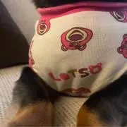 goatの画像