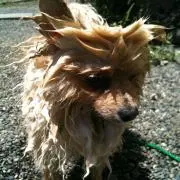 あいとんの画像