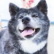 amoの画像