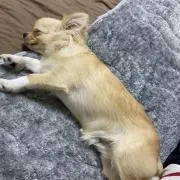 くう助の画像