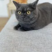りくまま