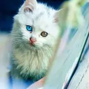しろぬこ
