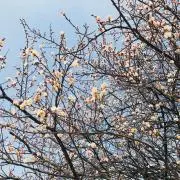 みっふぃー