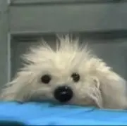 ポステロの画像