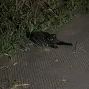 あの画像