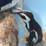 さとし