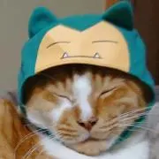 チタロの画像