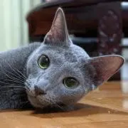 Ｗの画像