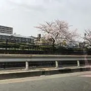 あけびの画像