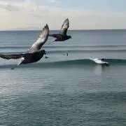 ヤスポン
