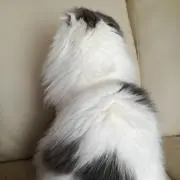 ジンジャー