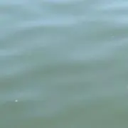 ゆの画像