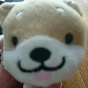 わんこの画像