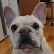 釣りざんまい