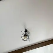 かびゴンの画像