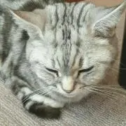 ルースターズの画像