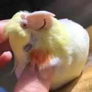 まゆゆの画像